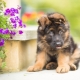 Tout sur les chiots de berger allemand à 3 mois