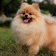 Tout sur les chiens de race Spitz