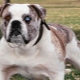Minden az Alapach fajtatiszta bulldogokról