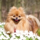 Choisir un surnom pour spitz