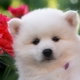 Spitz japonais: description de la race, options de couleur et règles de prudence