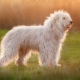 Chien de berger de Russie du Sud: normes de race et contenu