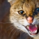 Agression chez les chats et les chats: les causes principales et les moyens de résoudre le problème