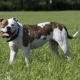 American Dog Breeds: Variétés et astuces pour choisir