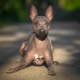 American Hairless Terrier: caractéristiques, contenu et alimentation