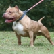 American Pit Bull Terrier: description et contenu