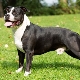 American Staffordshire Terrier: caractéristiques de la race et élevage