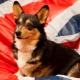 Noms de chien anglais: meilleures options