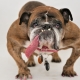 English Bulldog: breed description, life expectancy and maintenance