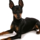 Terrier anglais: description de la race et des soins des chiens