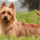 Terriers australiens: description et contenu de la race