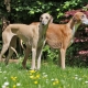 Azawak: description de race de chien, de tempérament et de soins de base