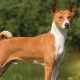 Basenji: a fajta leírása, a karbantartás és az oktatás szabályai