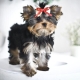 Visage de bébé chez Yorkshire Terriers
