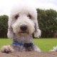 Bedlington Terrier: description et contenu de la race