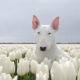 White Bull Terrier: sisällön kuvaus ja ominaisuudet