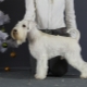 Fehér miniatűr schnauzer: hogyan néz ki és hogyan kell gondoskodni róla?