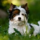 White Yorkshire Terrier: à quoi ça ressemble, comment choisir un chiot et prendre soin de lui?