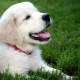 Rottweiler blanc: description et caractéristiques du contenu