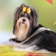 Biver-Yorkshire Terrier: à quoi ça ressemble et comment le contenir?