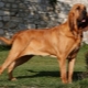 Bloodhounds: leírás, etetés és gondozás