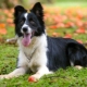 Border Collie: fajta leírása és termesztése