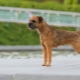 Border Terrier: description de la race, éducation et entretien