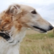 Borzoi-koirat: kuvaus, tyypit ja ylläpitosäännöt