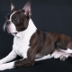 Boston Terrier: description des races, couleurs, alimentation et soin