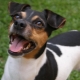 Terrier Brésilien: description des races, entretien et soins