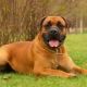 Boerboel: caractéristiques de la race et règles de son contenu