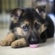 Quoi et comment nourrir un chiot dans 2-3 mois?