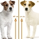 Quelle est la différence entre un Parson Russell Terrier et Jack Russell Terrier?