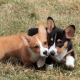 Mi a különbség a welsh corgi kardigán és a welsh corgi pembroke között?