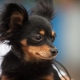 Terriers noires russes: à quoi ressemblent les chiens et comment en prendre soin?