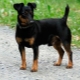 Black Jack Russell Terrier: caractéristiques d'apparence et règles de contenu