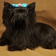 Black Yorkshire Terrier: description de l'aspect et des caractéristiques du contenu