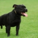 Black Staffordshire Terrier: comment regarder et comment prendre soin de lui?