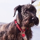 Terrier tchèque: caractéristiques de la race, caractère, coupe de cheveux et contenu