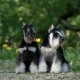 Schnauzer nain: description de la race, avantages et inconvénients, nature et contenu