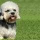 Dandie Dinmont Terrier: Caractéristiques de la race et conseils de soins pour chiens