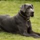 Great Dane: a kutyák tartására szolgáló típusok és ajánlások