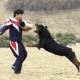 Rottweiler képzés otthon