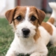 Jack Russell Terrier Broken: caractéristiques telles que la laine, les chiens de toilettage
