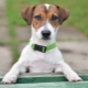 Jack Russell Terrier: description, caractère, normes et contenu de la race