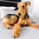 Airedale Terrier: description, contenu et surnoms populaires