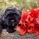 Bouvier of Flanders: Description, tempérament et soin des races de chiens