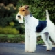 Fox Terrier: règles de contenu et une variété de surnoms