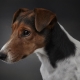 Fox Terriers lisses: comment les regarder et comment les contenir?