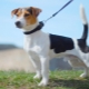 Smooth Jack Russell Terrier: apparence, nature et règles de soin